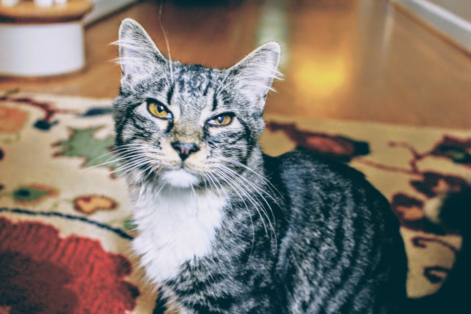 Cat sitting on a patterned carpet — enzyme cleaner for pet stains and odors