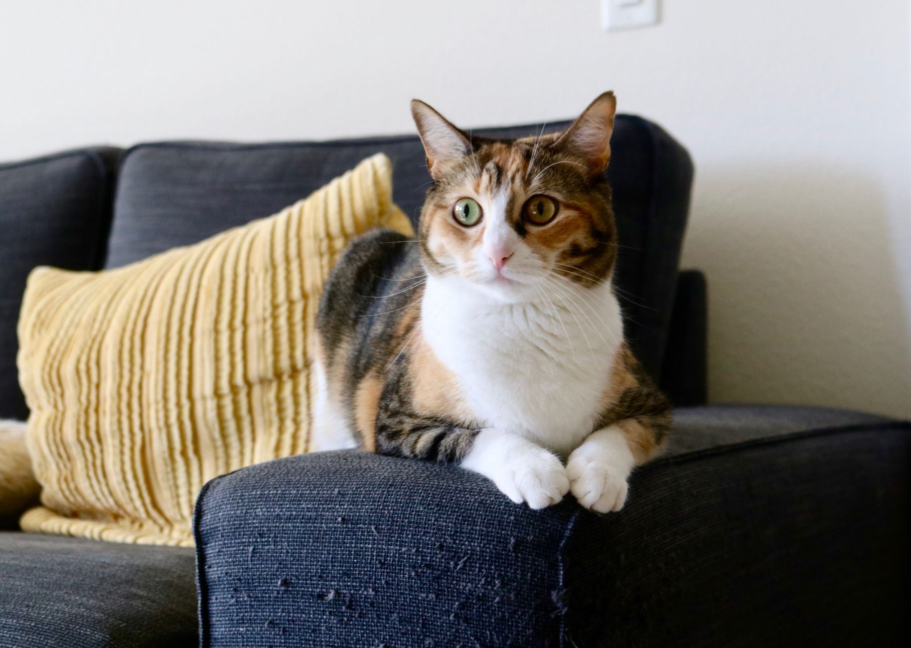 Adorable calico cat relaxing on a sofa indoors with a yellow pillow, peaceful ambiance